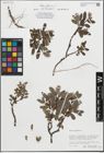 Foto von Salix glauca L.